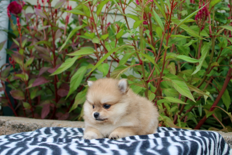 puppy, for, sale, Pomeranian, Matthew B. Stoltzfus, dog, breeder, Gap, PA, dog-breeder, puppy-for-sale, forsale, nearby, find, puppyfind, locator, puppylocator, aca